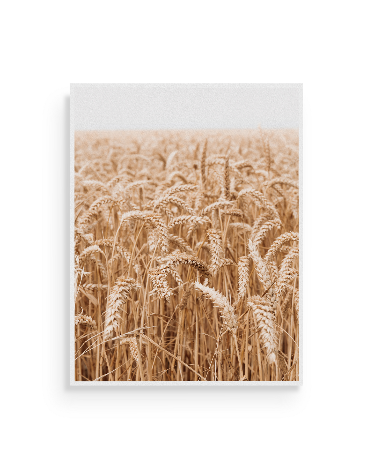 Grains des grandes dalles