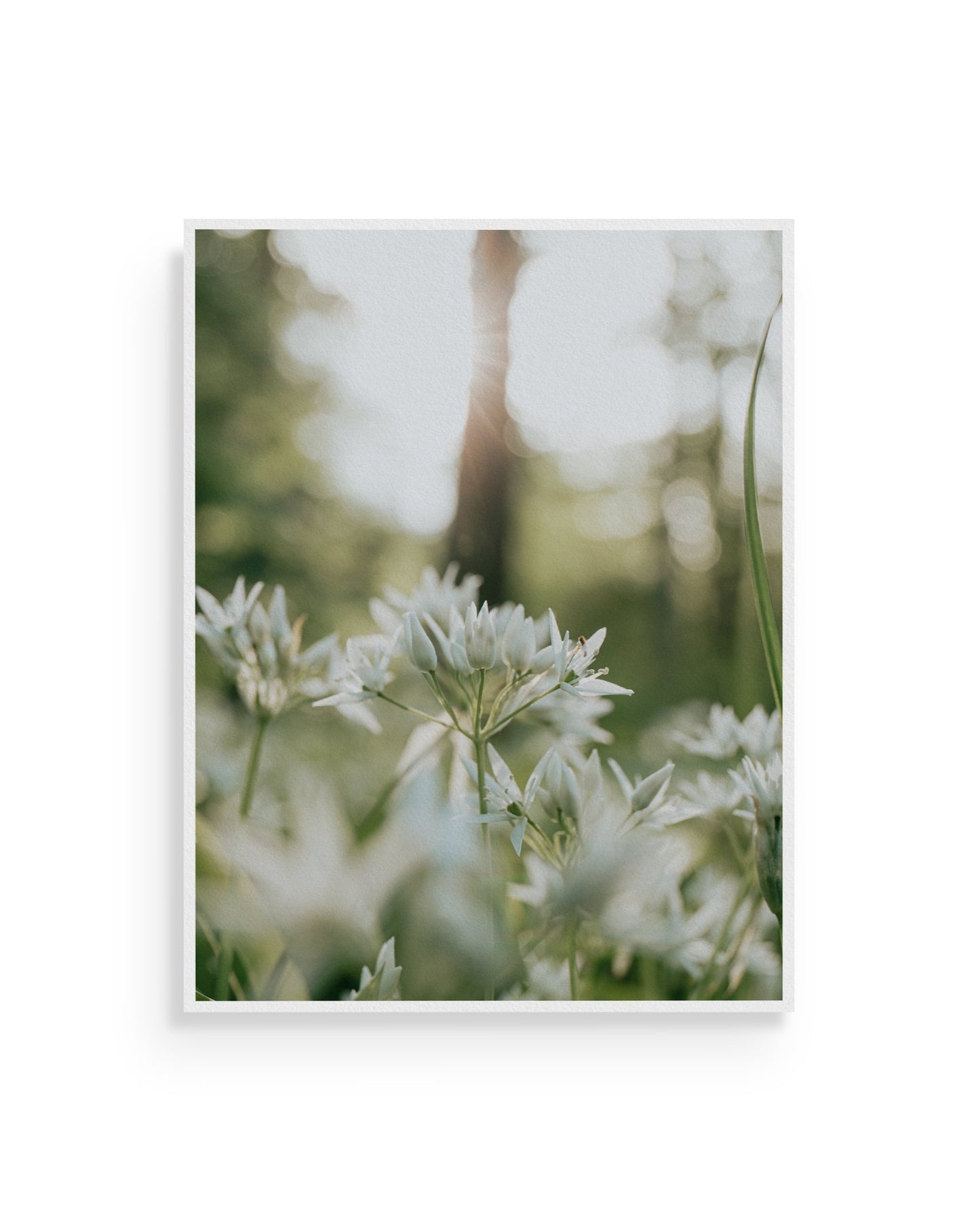 Fine-art print called Allium Ursinum from Kaj on the wall