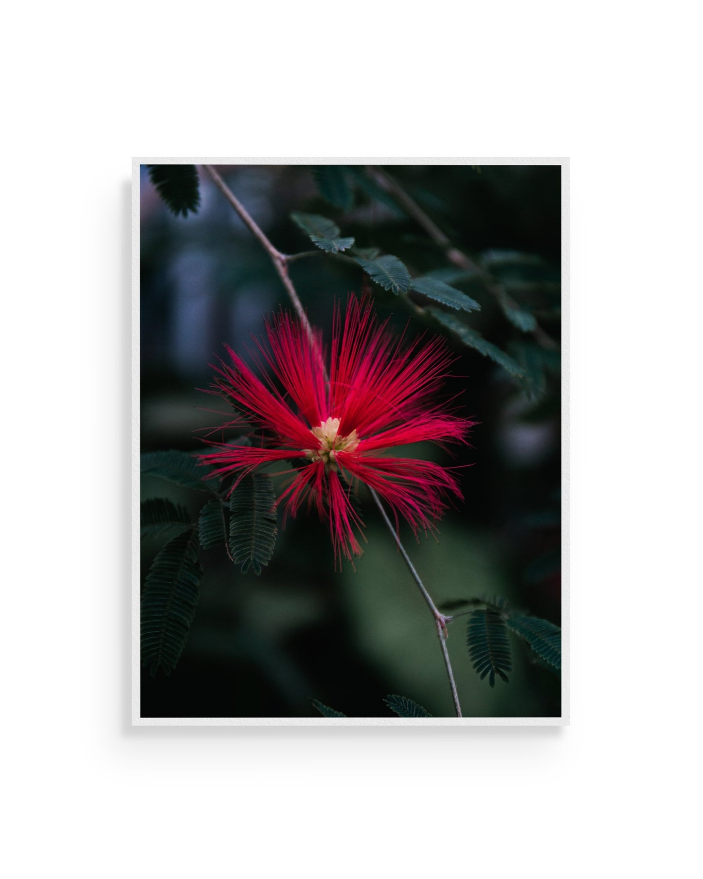 Fine-art print called Calliandra tweediei from Kaj on the wall