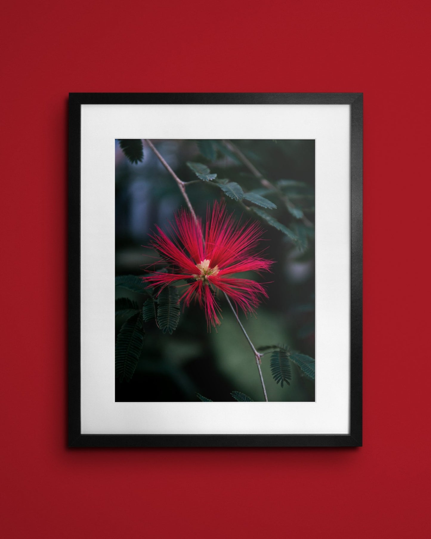 Fine-art print called Calliandra tweediei from Kaj on the wall