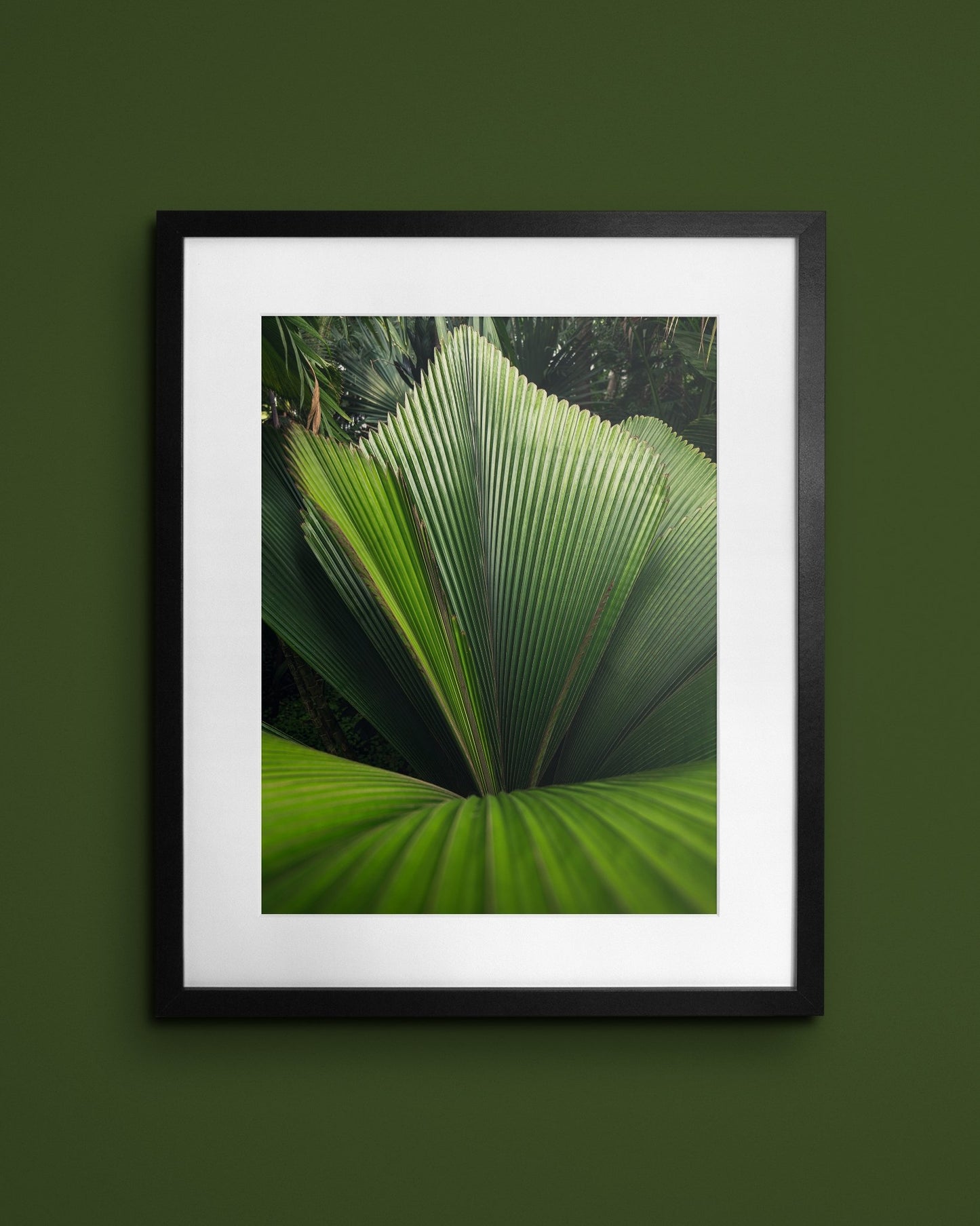 Fine-art print called Johannesteijsmannia altifrons from Kaj on the wall