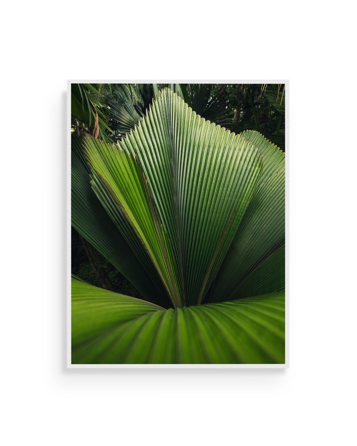 Fine-art print called Johannesteijsmannia altifrons from Kaj on the wall