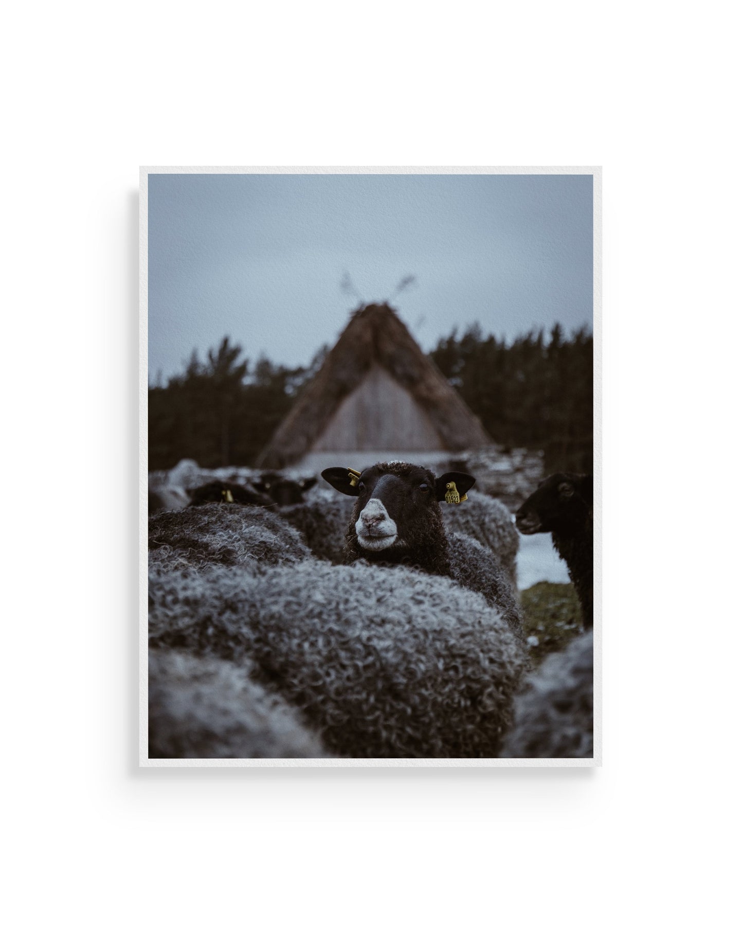 Fine-art print called The black sheep from Kaj on the wall