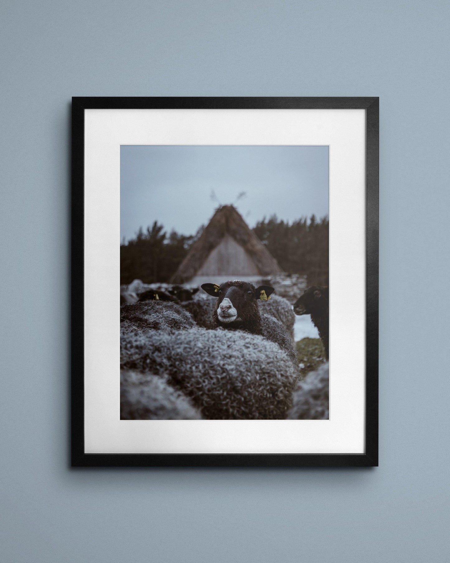 Fine-art print called The black sheep from Kaj on the wall