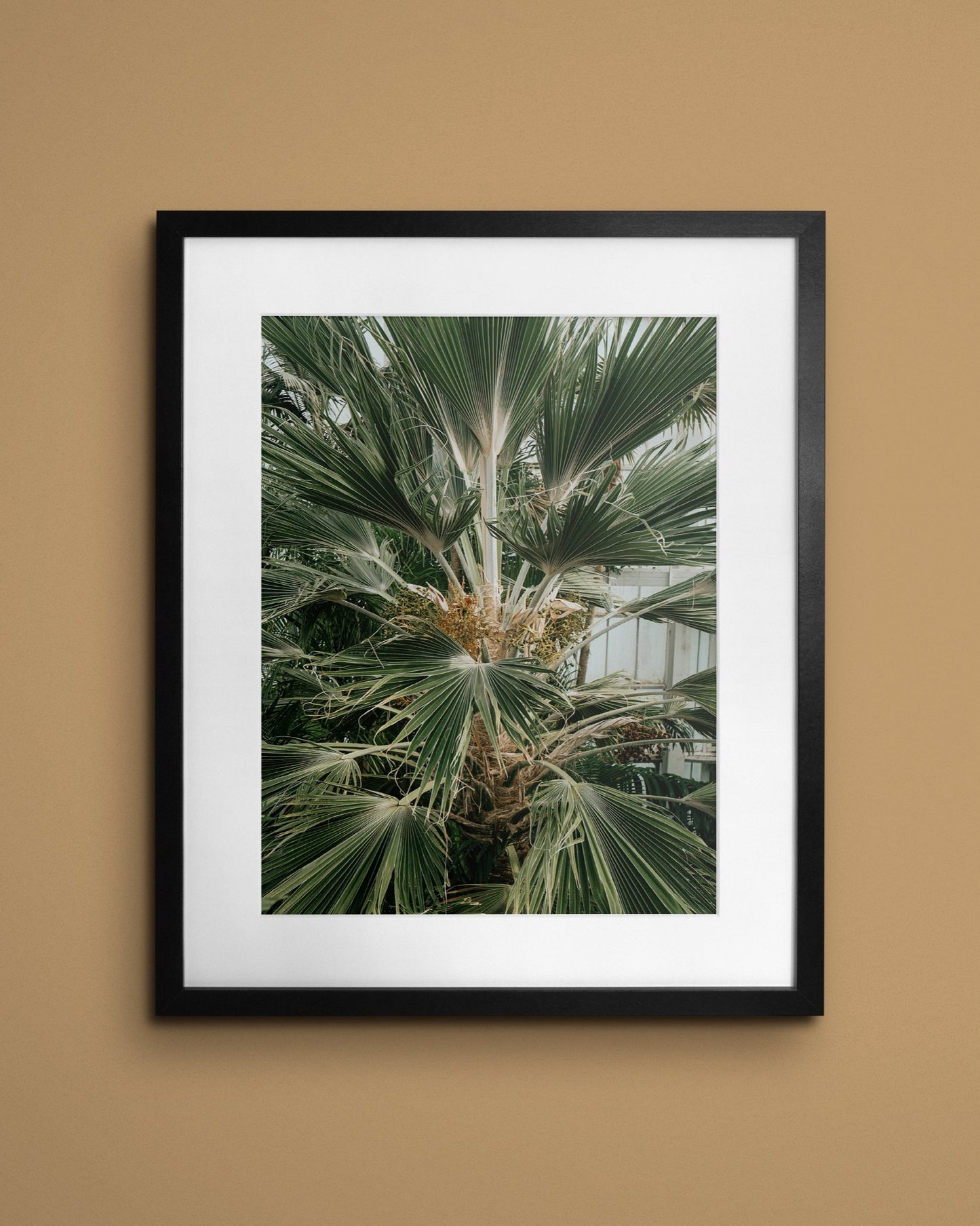 Fine-art print called Washingtonia robusta from Kaj on the wall