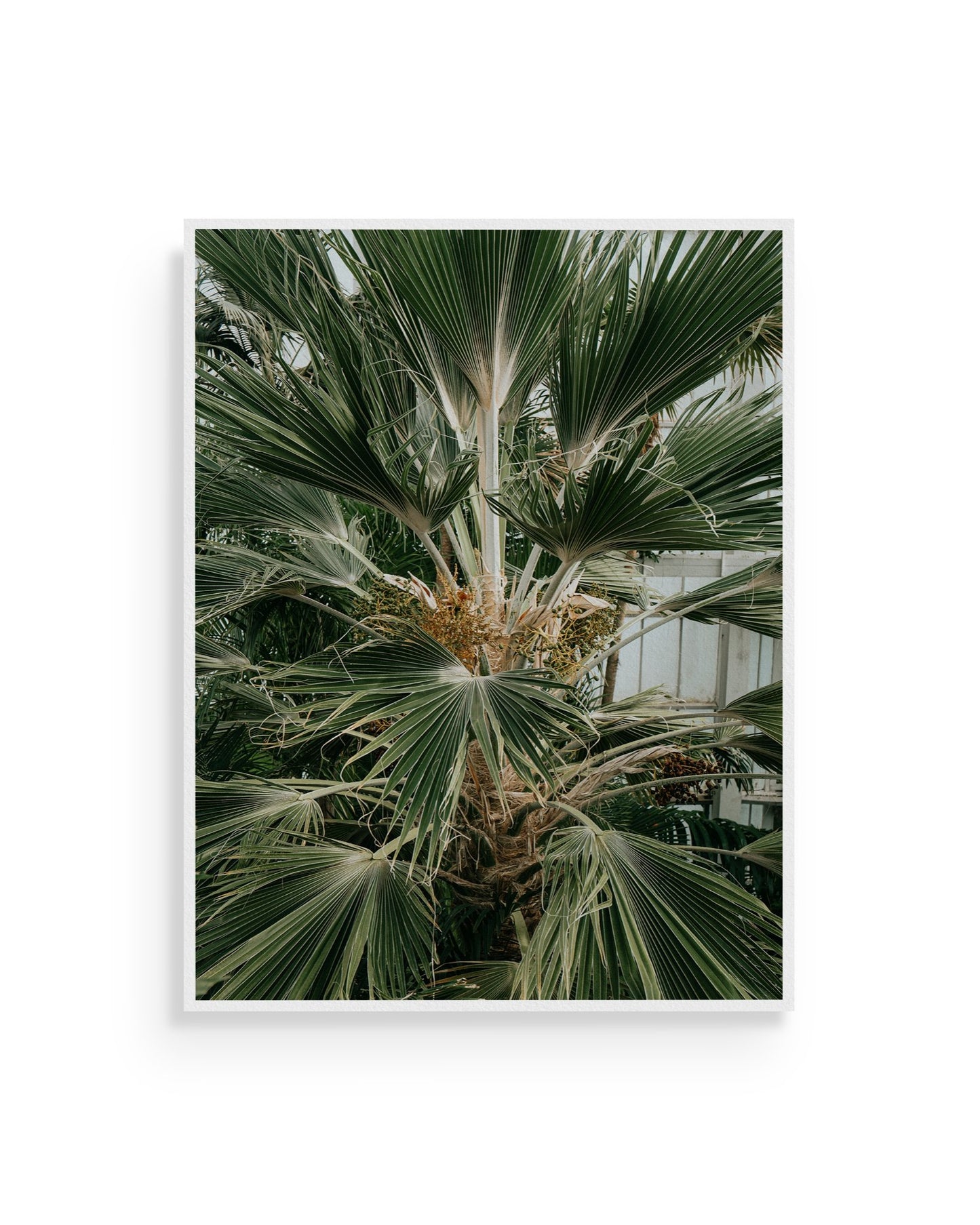 Fine-art print called Washingtonia robusta from Kaj on the wall