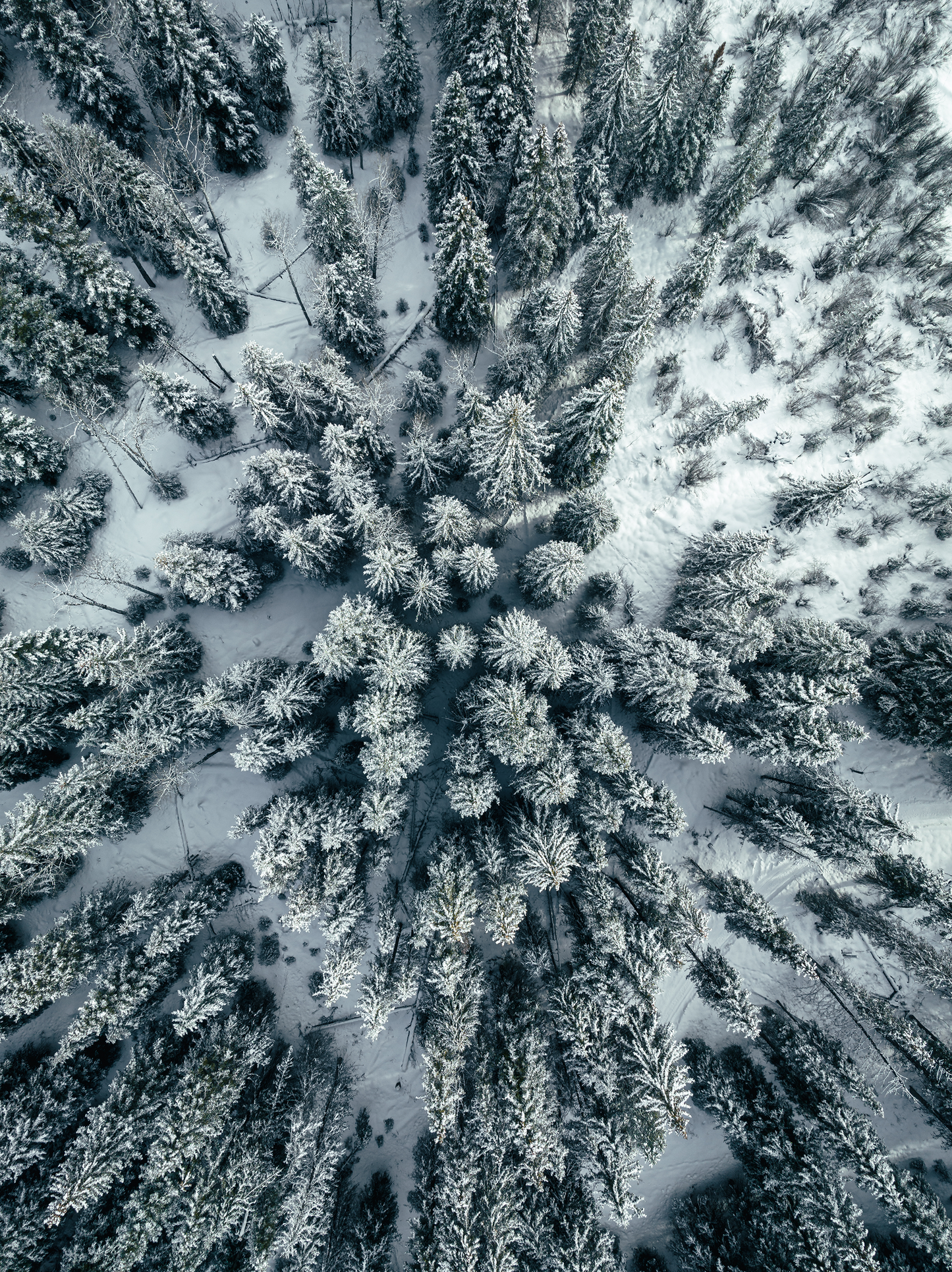 Photograph of snowy treetops in Canada