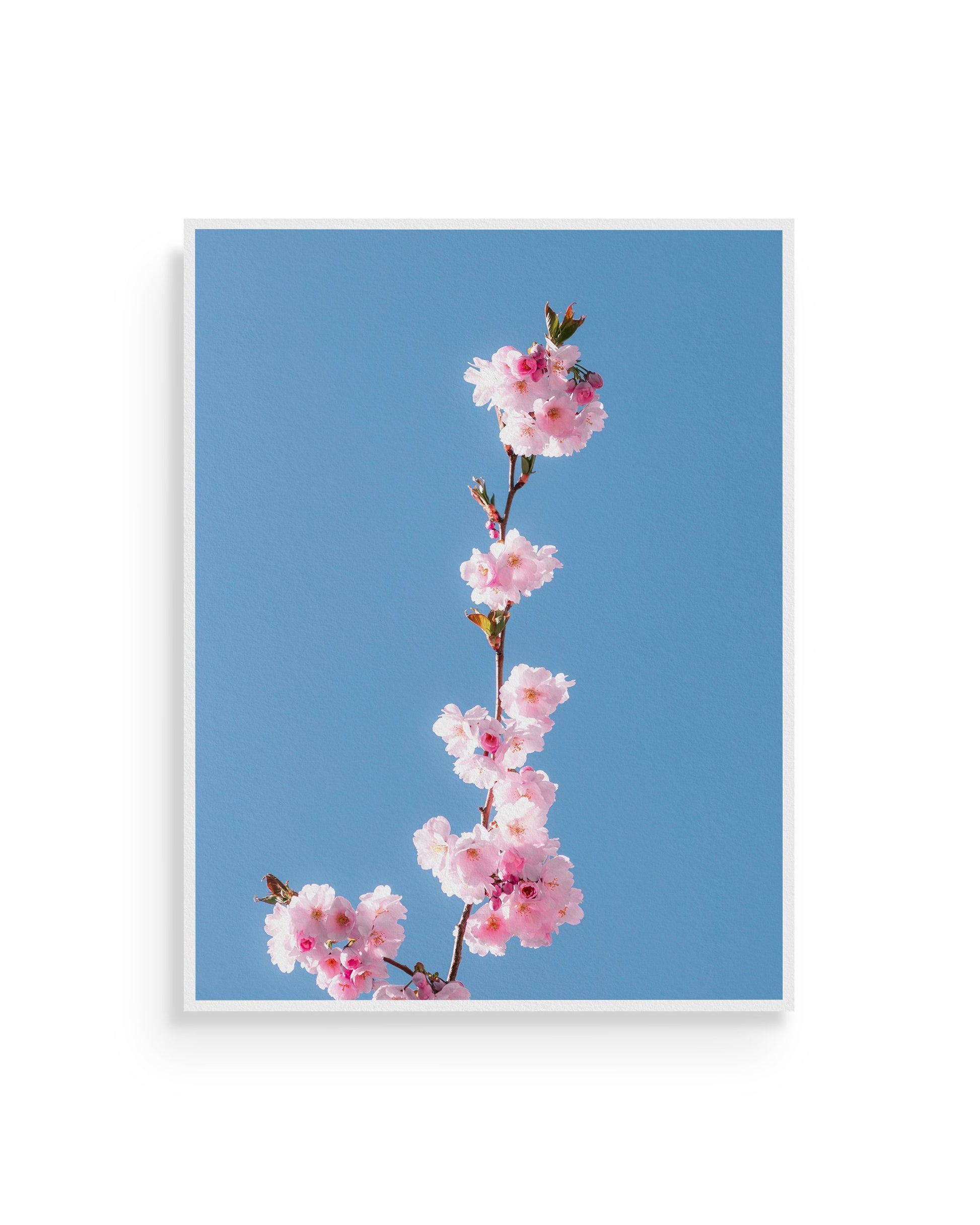 Fine-art print called First blossom from Kaj on the wall